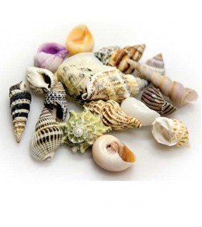 Hobby Sea Shells Set S 20 pcs., s.s.