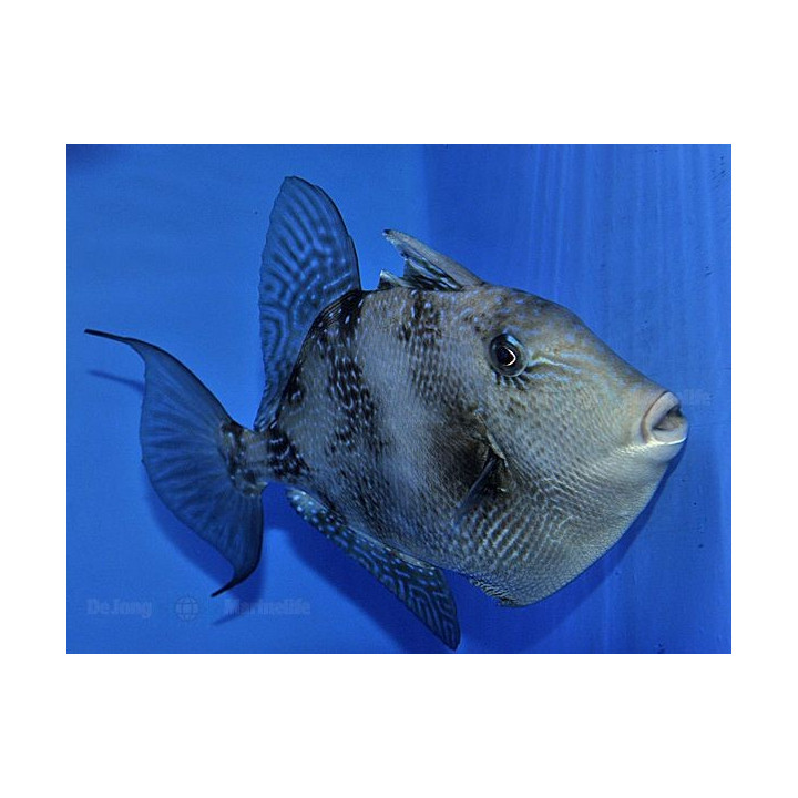 Balistes capriscus - Caribbean Grey Trigger -
