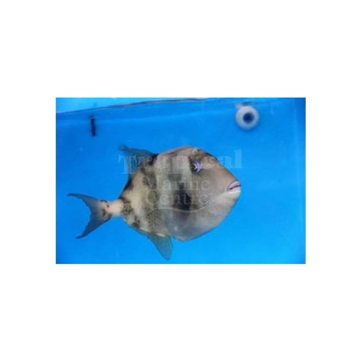Balistes capriscus - Caribbean Grey Trigger -