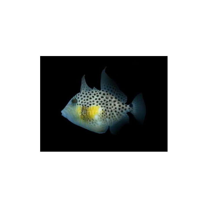 Balistes punctatus - Golden Heart Trigger