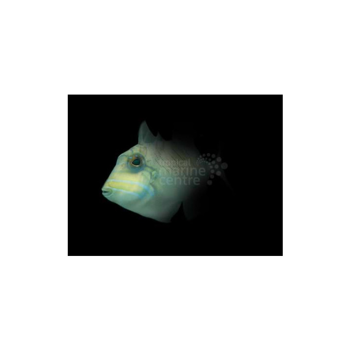 Balistes vetula - Queen Trigger -