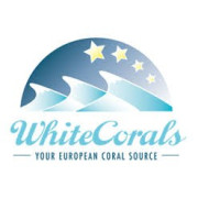 WhiteCorals korallit