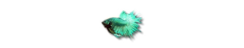 Akvaariokalat – responsibly sourced species | Akvaariokeidas