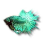 Akvariefiskar