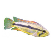 Ciklider