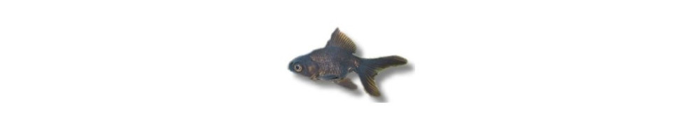 Lampikalat