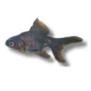 Kallvattenfiskar och dammfiskar
