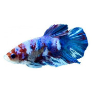 Labyrintfiskar