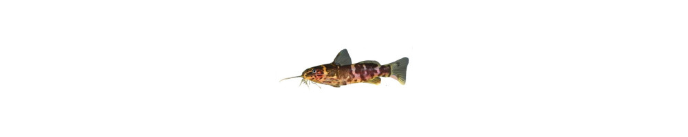 Pohjakalat