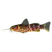 Bottenfiskar