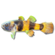 Övriga fiskar