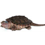 Kilpikonnat