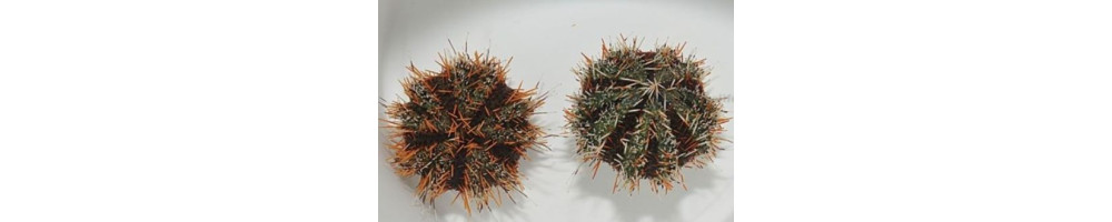 Merisiilit