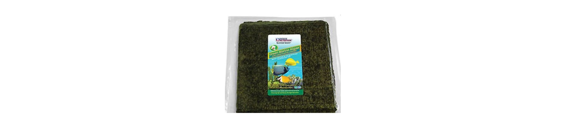 merilevä seaweed