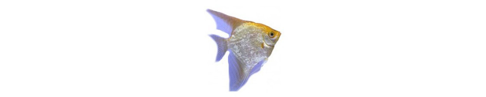 lehtikala