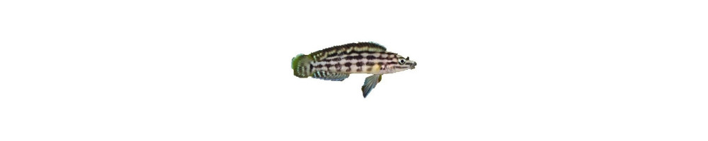 Tanganjikajärven ahvenet