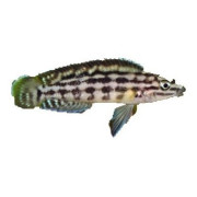 Tanganjikajärven ahvenet