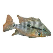 Muut ahvenet