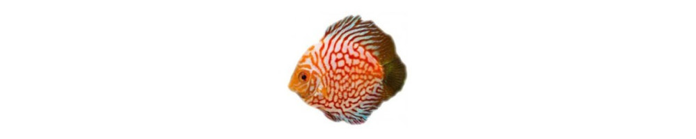 kiekkokala