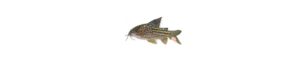 Corydoras monniset