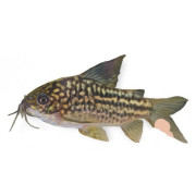 Corydoras monniset