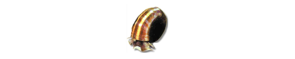 Kotilot