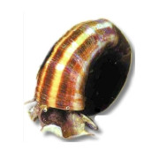 Kotilot