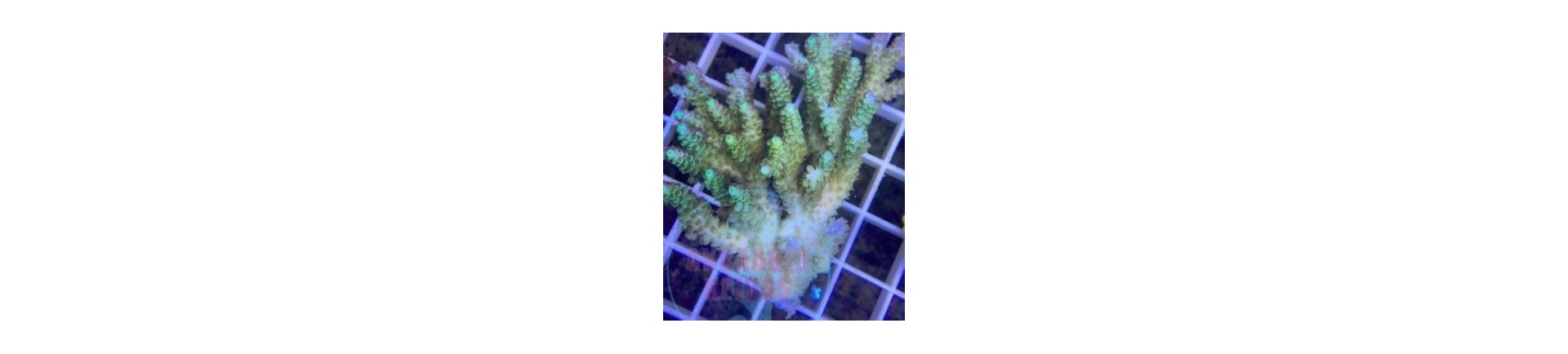 acropora