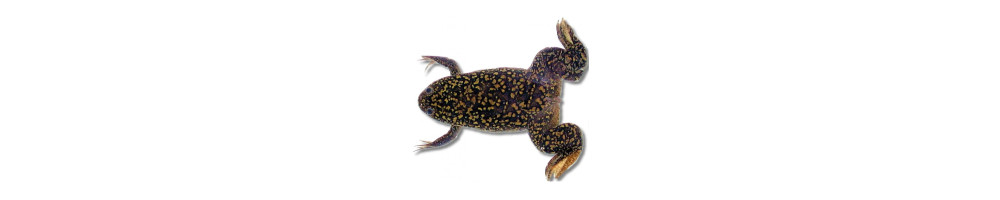 Sammakot