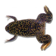 Sammakot