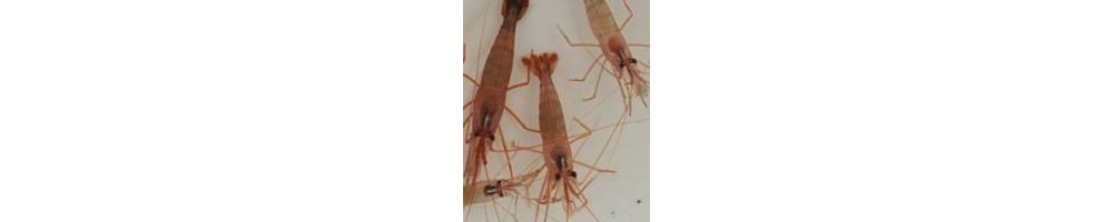 Katkaravut