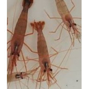Katkaravut