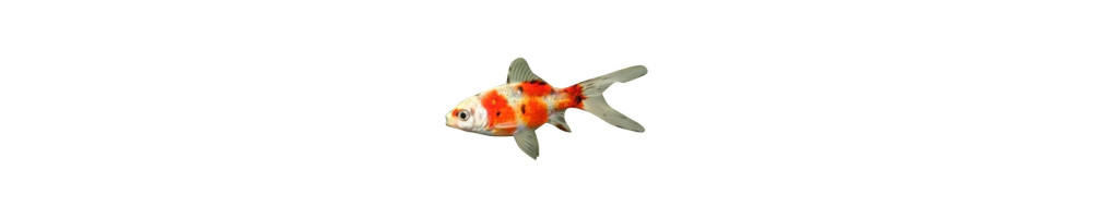 Lampikalat – responsibly sourced species | Akvaariokeidas