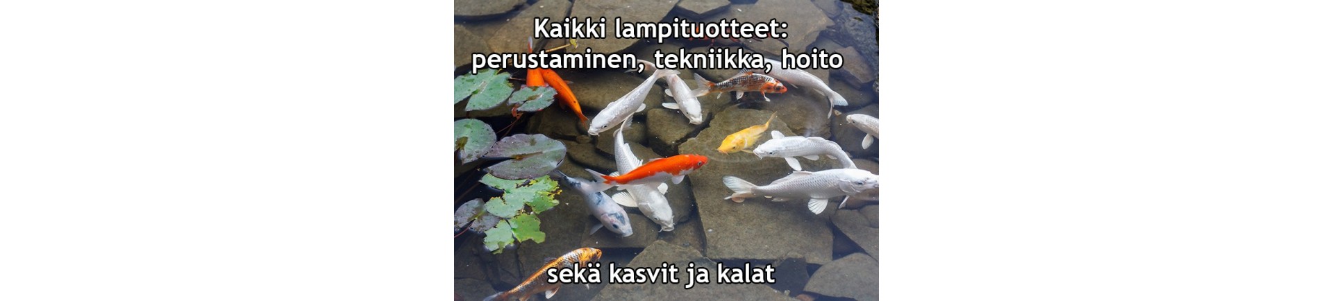 Pond