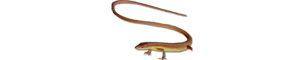 Terrarium Animals, Reptiles and Amphibians | Akvaariokeidas