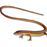 Terrariedjur