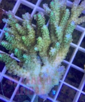 Varastossa olevat korallit